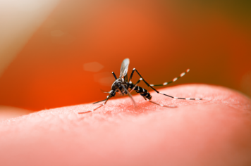 O que é dengue? Quais são os sintomas da dengue?