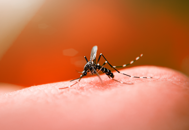 Notícia - O que é dengue? Quais são os sintomas da dengue? - Câmara  Municipal de Lupércio